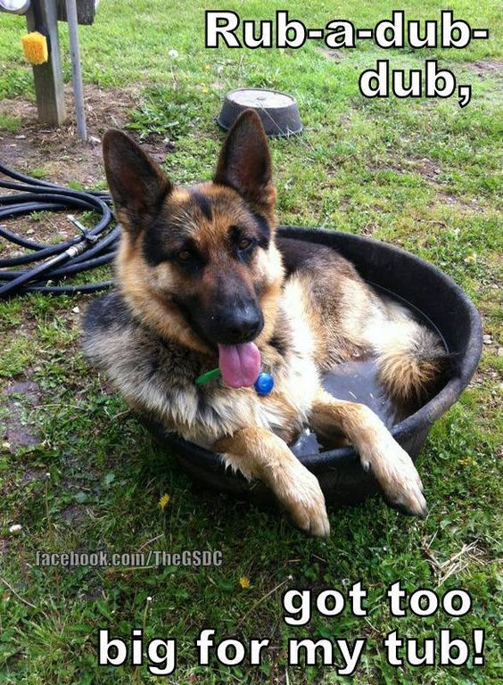 You sure did! #dogs #pets #GermanShepherds 