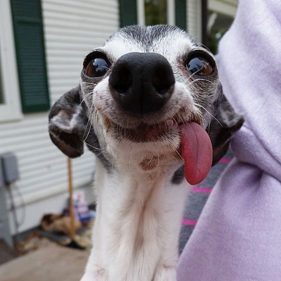 Zappa, a toothless 15-year-old Italian greyhound that looks surprisingly like Sid the Sloth from the animated movie Ice Age, is redefining dog beauty.