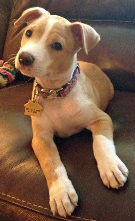 Zelda is a Pit Bull/Jack Russell mix. So cute now .... what is it going to look like grown??
