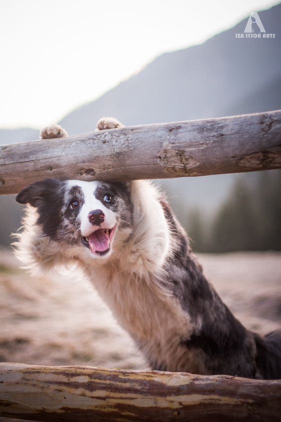 zoe the border collie saying hello | pet photography #dogs