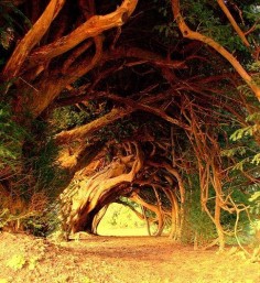 1000-year-old Yew Tree, Wales