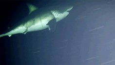 A Great White Shark Got Caught Napping on Camera for the First Time Ever