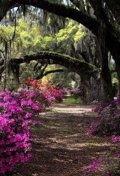 A shady arbor among the oaks and azaleas at the Magnolia Plantation & Gardens in Charleston, South Carolina