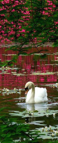 A Swan in Sheffield Park, Sussex, England.