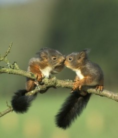 Adorable baby squirrels (even though they're a pain when they get older)