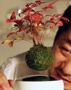 Air Bonsai is a new floating bonsai-style plant that's both techy and zen