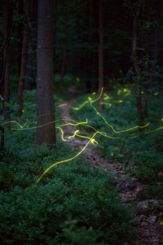 Amazing Fireflies Photos