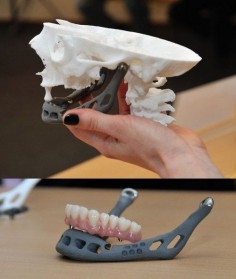 An 83-year old woman is the first in the world to receive a full 3D-printed titanium lower jaw implant. Amazingly, the combined effort by researchers and engineers from Belgium and the Netherlands is said to have allowed the patient unrestricted mandibular movement within a day of surgery.
