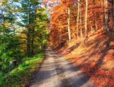 An autumn forest
