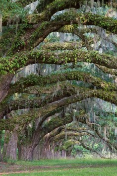 Aren't those old, Spanish moss draped live oaks great? These are near Charleston SC.