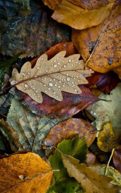 Autumn colours in the rain