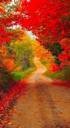 Autumn country road.