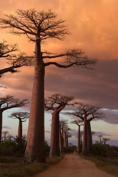 Avenue of the Baobabs by jw234, via Flickr