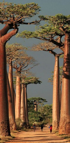 Baobab Alley in Morondava, Toliara, Madagascar