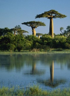 Baobabs in Africa