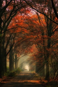 Beautiful Autumn Pathway