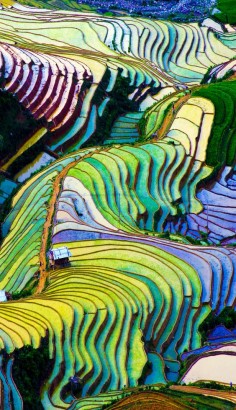 Beautiful Terraced rice field in Vietnam    |    17 Unbelivably Photos Of Rice Fields. Stunning No. #15