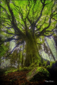 ~~beech Ponthus is one of the oldest and of the most magnificent trees of Broceliande | Brittany, France by philippe MANGUIN photographies~~