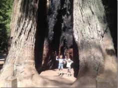 big basin redwoods state park