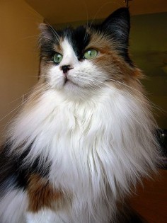 Calico Maine Coon - Gorgeous!!!