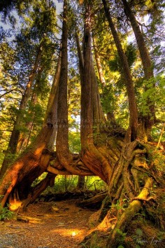 "Cape Scott Tree" - photo by Tristan Rayner, via Flickr; Tree near San Joseph's Bay in Cape Scott National Park, Mt. Waddington on Vancouver Island, British Columbia, Canada; an example of the creativity that can be found in nature