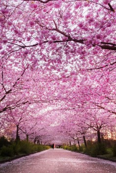 Cherry blossoms in Copenhagen!