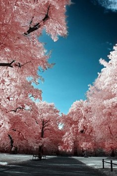 ✯ Cherry Blossoms Park