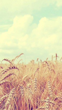 Countryside wheat field. Tap to see Spring & Summer Feel Wallpapers for iPhone. Nature photography iPhone vintage wallpapers. - @mobile9