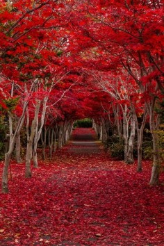 Crimson Forest ~ Hokkaido, Japan