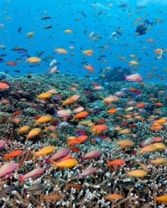 Diving the Great Barrier Reef: 15 Breathtaking Photos