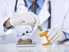 Doctor weighing marijuana