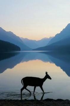Doe at sunrise, Bowman Lake, by Kevin Lefevre