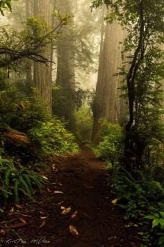 Druids Trees: #Forest path.