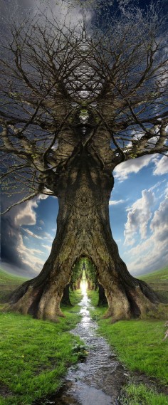 Druids Trees:  Passage through a #tree.