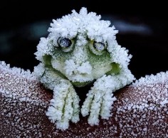 During the cold winters, the Alaskan Wood Frog becomes a frog-shaped block of ice. It stops breathing, and its heart stops beating. When Spring arrives the frog thaws and returns to normal going along its merry way. by sci-news #Frog #Cryoprotection
