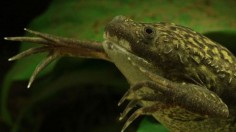 Eternal Youth Goes Really Dark In The African Clawed Frog