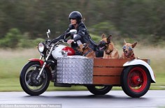 Faithful companions: Mary Mayhead treats her dogs Hine, Mari and Kiri to a spin in the sidecar of he