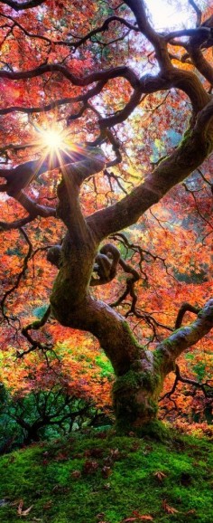 Fall at the Japanese Garden in Portland, Oregon. / 20 Landscape Photos Cropped for Pinterest / sun shining through the trees