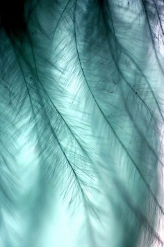 Feathers or leaves aqua teal turquoise