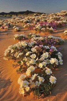 Flowers, Sahara desert, Algeria