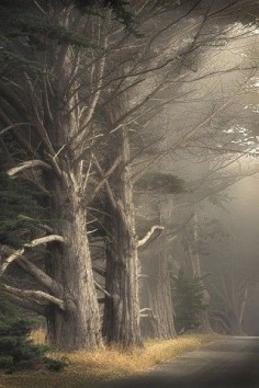 foggy lane by Paul Kozal