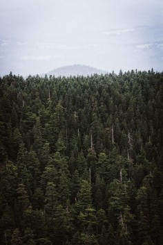 #forest