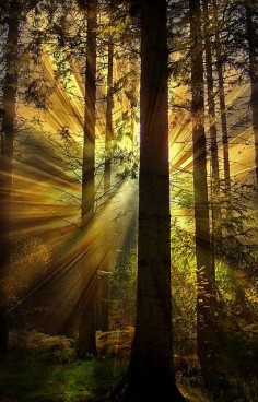 ~~Forest Rays ~ sunlight beams create dramatic tree silhouettes by Owd Bob~~