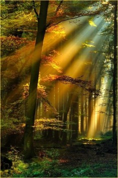 ~~ forest sunshine ~~