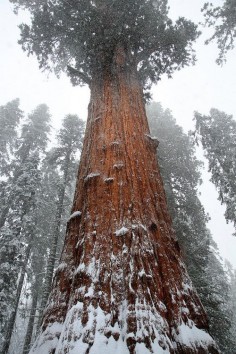 General Sherman is the biggest tree in the world,Sequoia National Park, California