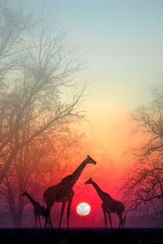 Giraffes in the Sunset, Masai Mara National Park, Kenya, Africa
