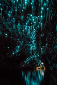 Glow Worms Turn New Zealand Cave Into Starry Night And I Spent Past Year Photographing It | Bored Panda