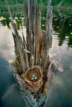 Gorgeous! Water logged tree stump cradling a nest with three blue eggs. #birdsnest #blueeggs