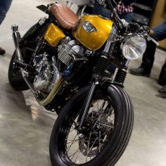 Great shot of the gold triumph ;) #shiny #Triumph @downandoutmoto