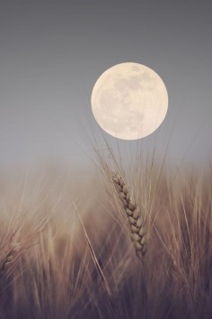 Harvest Moon,♥  | Wild About Birds Nature Center in Layton, Utah sells everything to do with your #BackyardBirds and also offer tours on the Deseret Ranch, which is home to over 100 species of #birds!  For more information, go to  or call 801-779-BIRD.